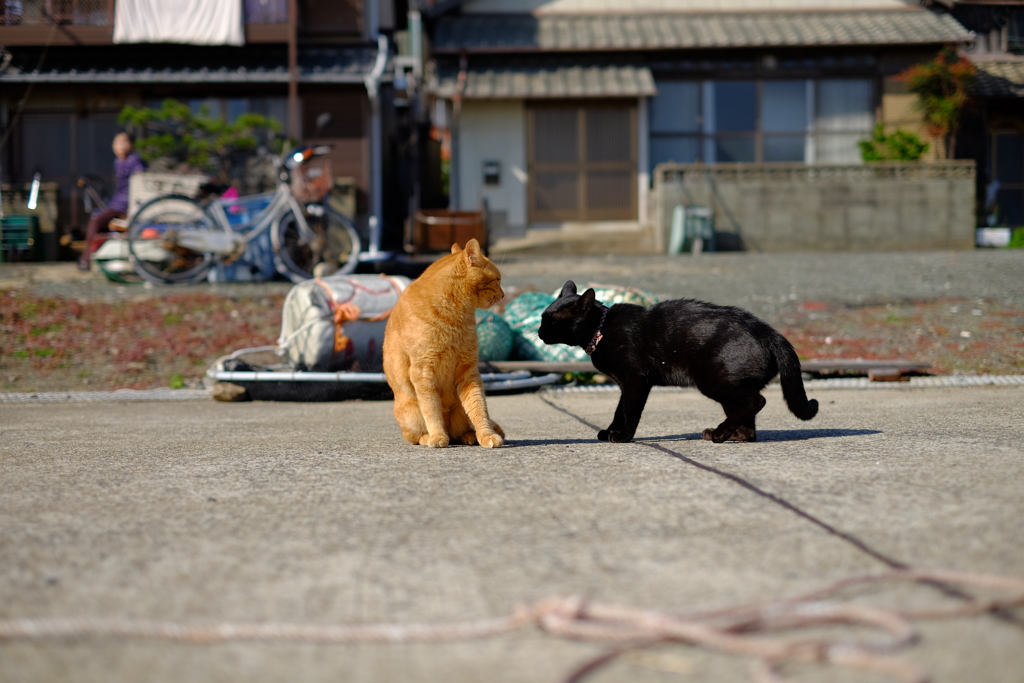 静かなる島に響き渡る怒声