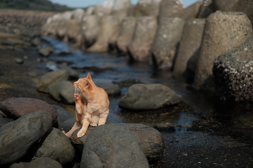 潮の香り