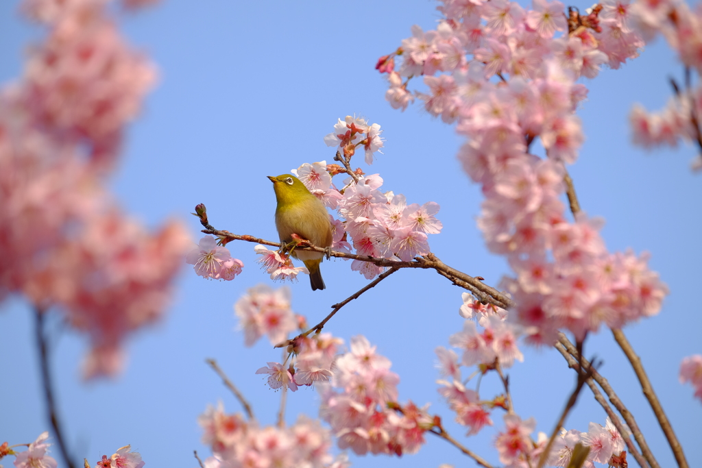 一足早く咲く桜