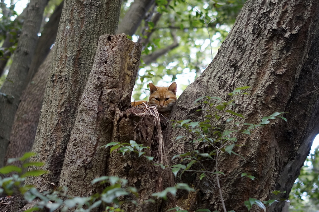 木の寝床