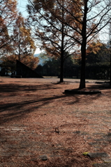 とある寂しい公園