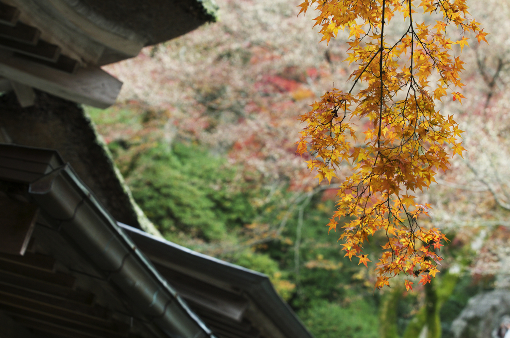 吊り紅葉