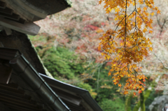 吊り紅葉