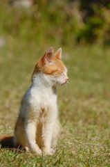 捨て猫太郎、ポカポカ陽気悦に入る