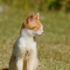 捨て猫太郎、ポカポカ陽気悦に入る