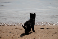 波際の黒猫