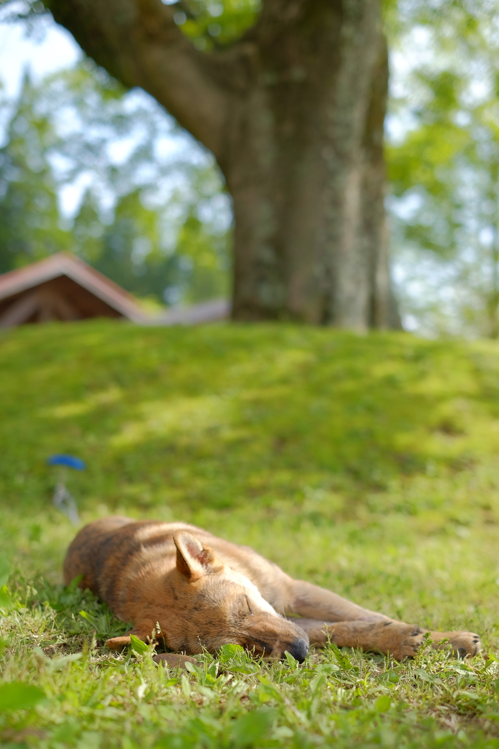 春の香り