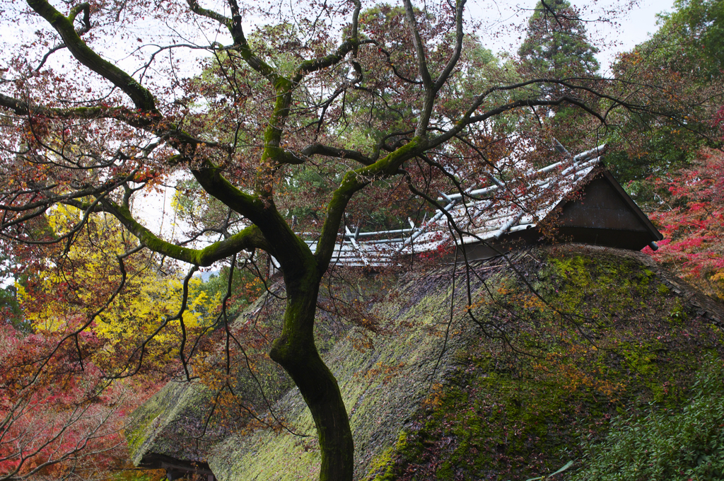 紅葉終わり