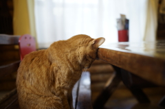 反省だけなら猫でもできる