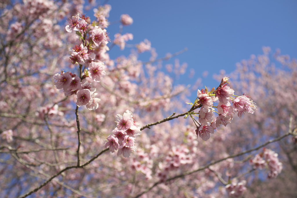 初御代桜