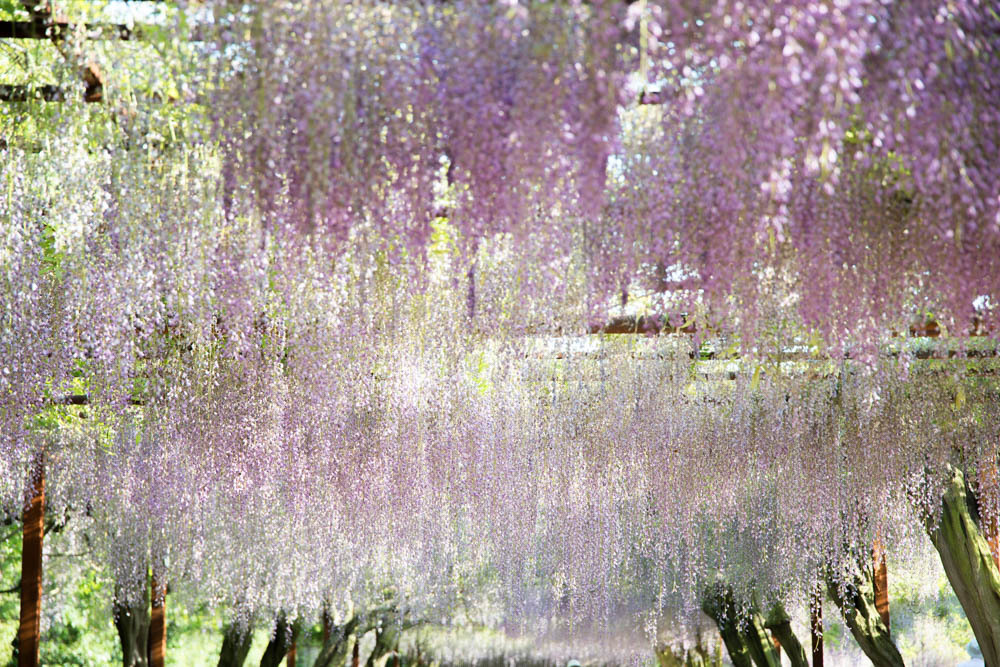 和気　藤公園