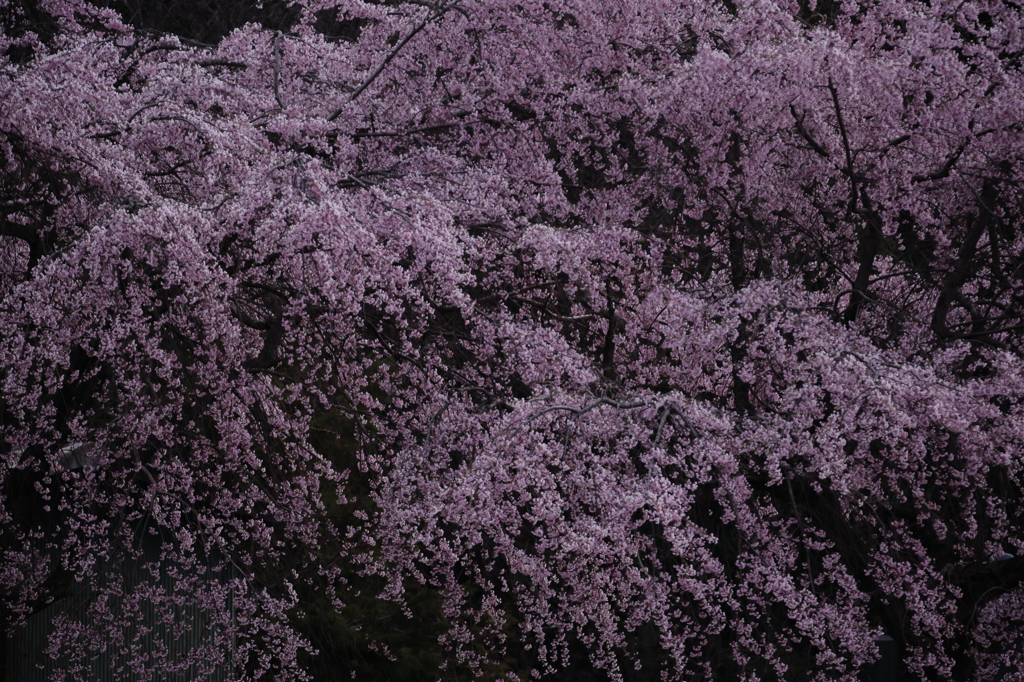 春爛漫