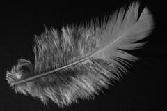 feather2