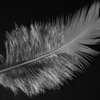 feather2