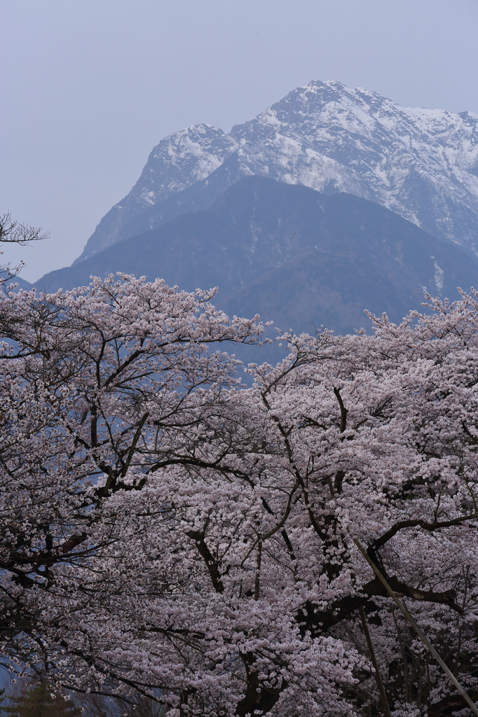 桜と甲斐駒