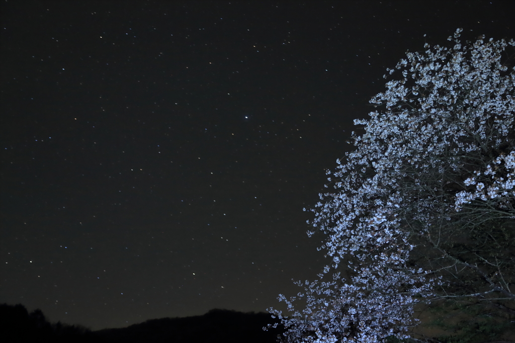 新月の山桜