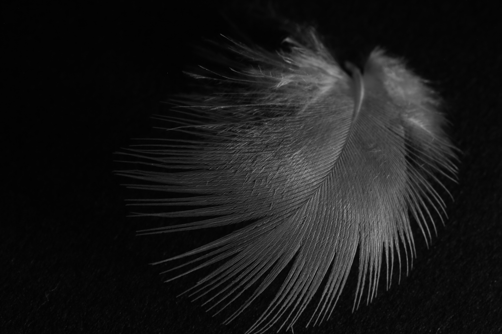 feather