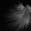 feather