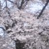 やわらかな朝