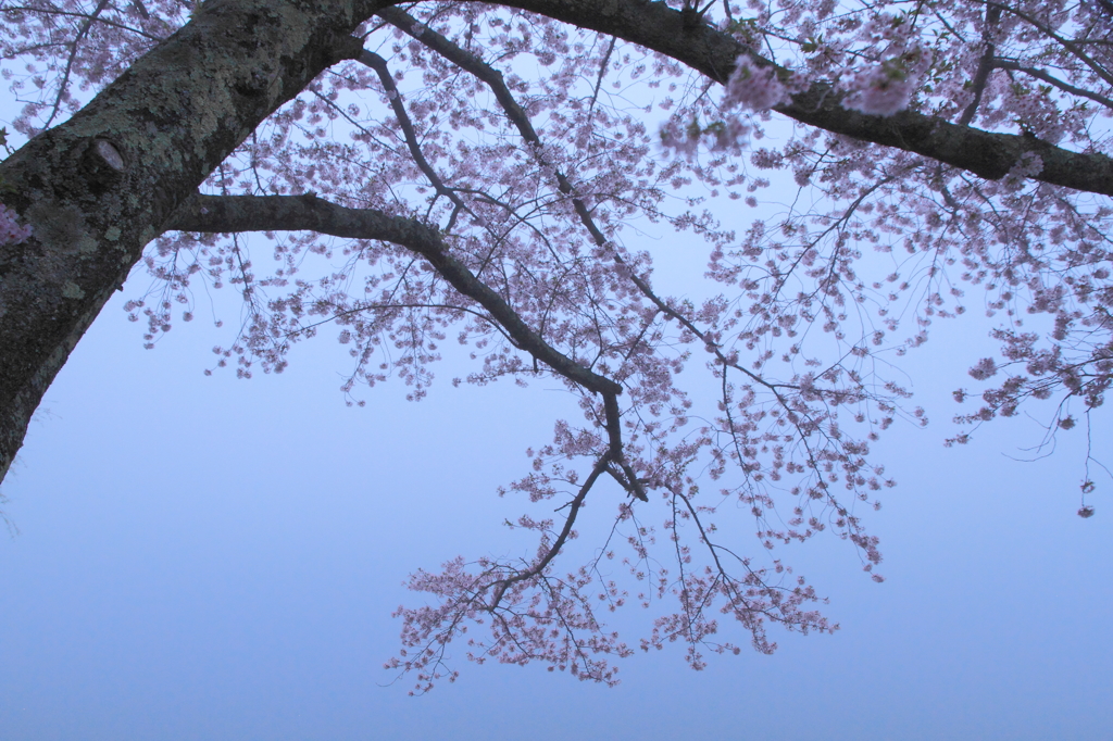 霧の中