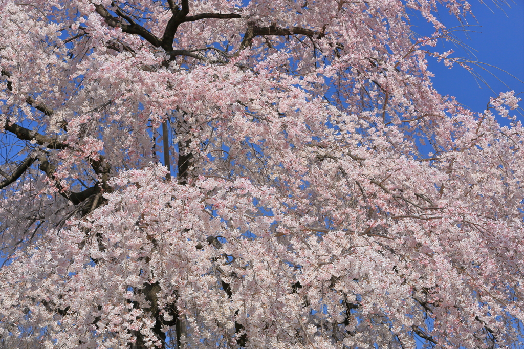 東郷寺の枝垂桜