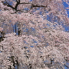 東郷寺の枝垂桜