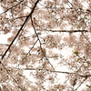 サクラサク