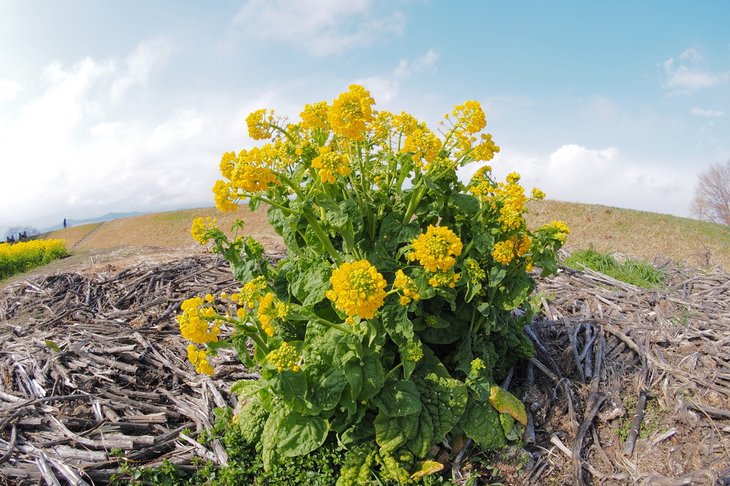 琵琶湖畔に咲くアウトローな菜の花