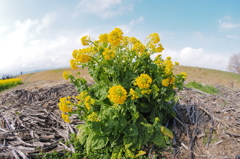 琵琶湖畔に咲くアウトローな菜の花