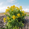 琵琶湖畔に咲くアウトローな菜の花