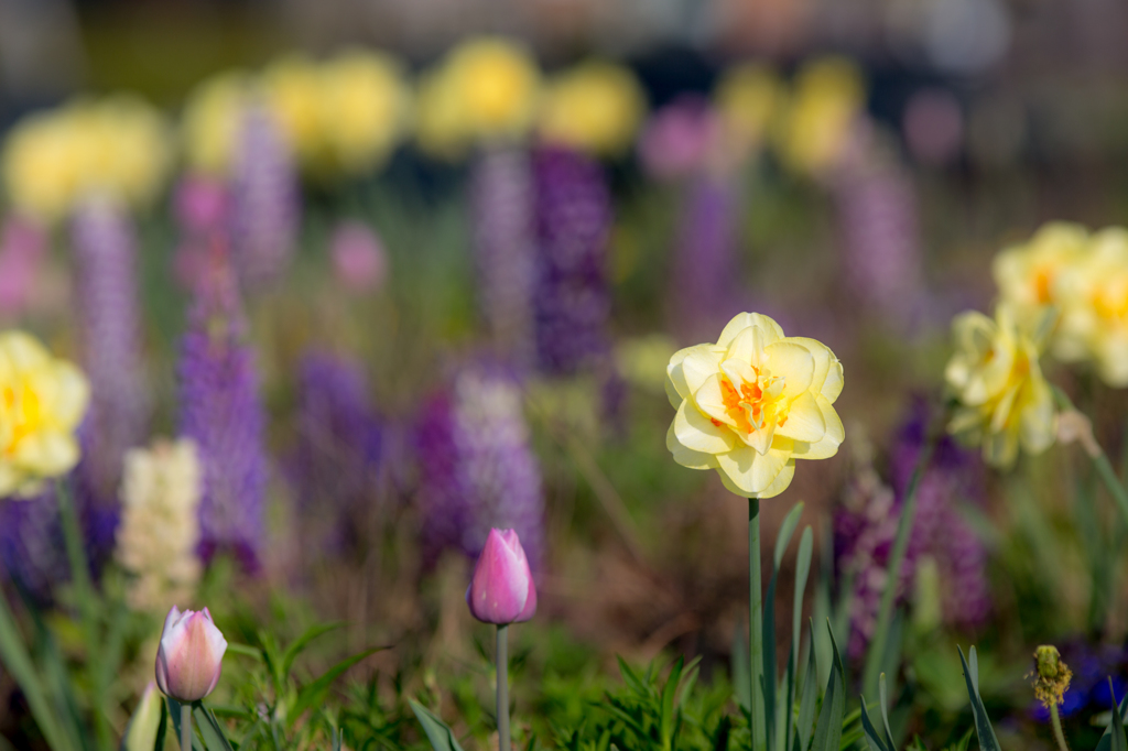 公園の花その２