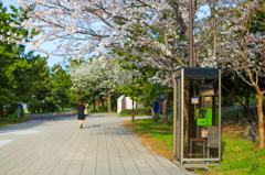電話ボックスと桜