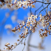 早めの桜