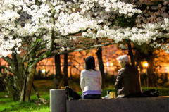 難波宮跡公園の夜桜