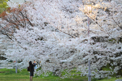 難波宮跡公園の桜