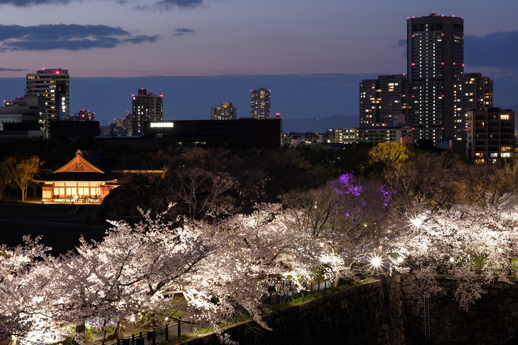 大阪城　西の丸庭園の桜