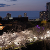 大阪城　西の丸庭園の桜