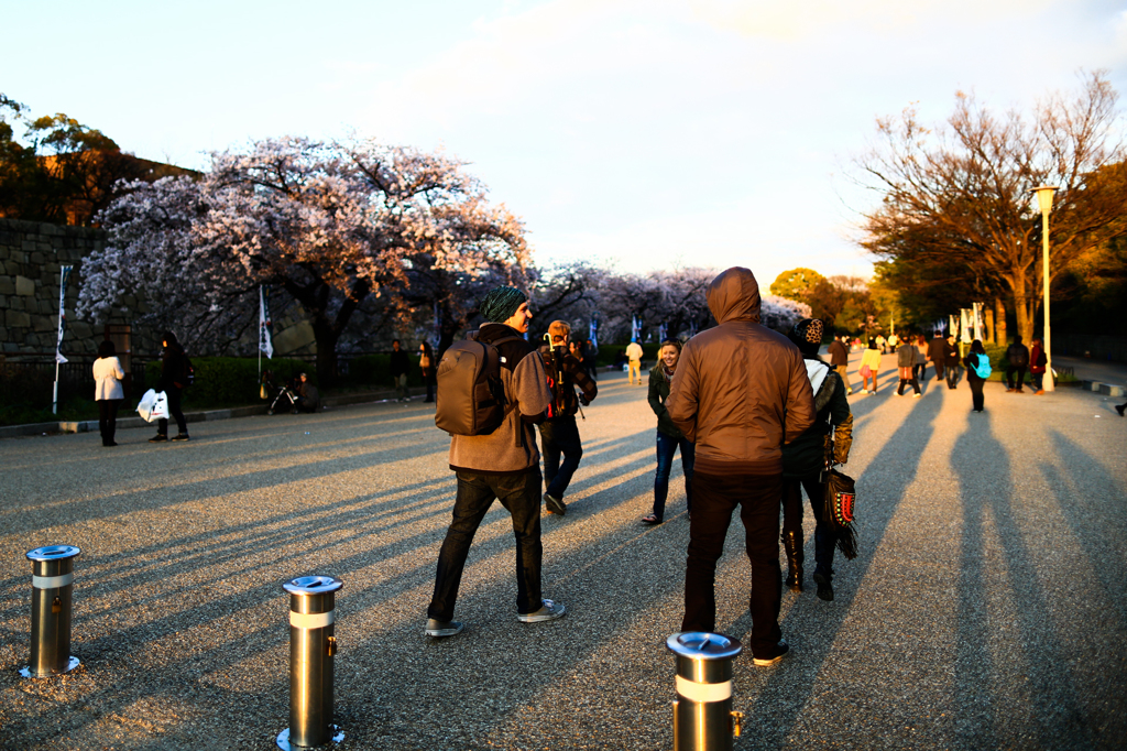 桜と外人と踏まれた私の影