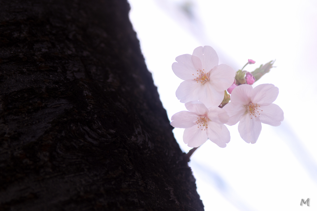 可愛い桜さん。