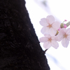 可愛い桜さん。