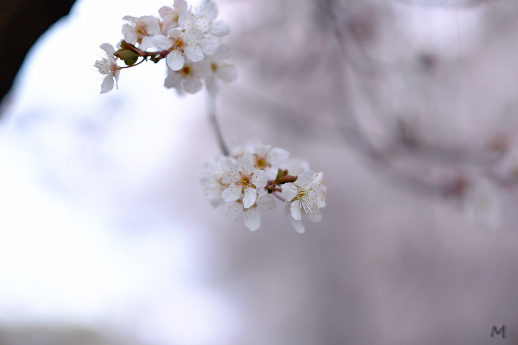 はぐれ桜