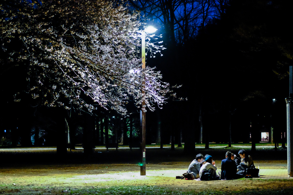 代々木の夜桜