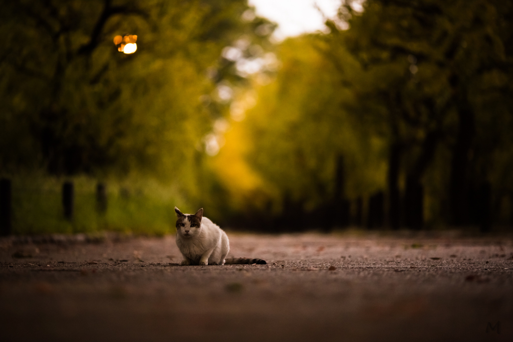 梅林の夕猫