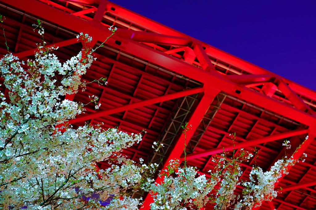 港大橋と夜桜。