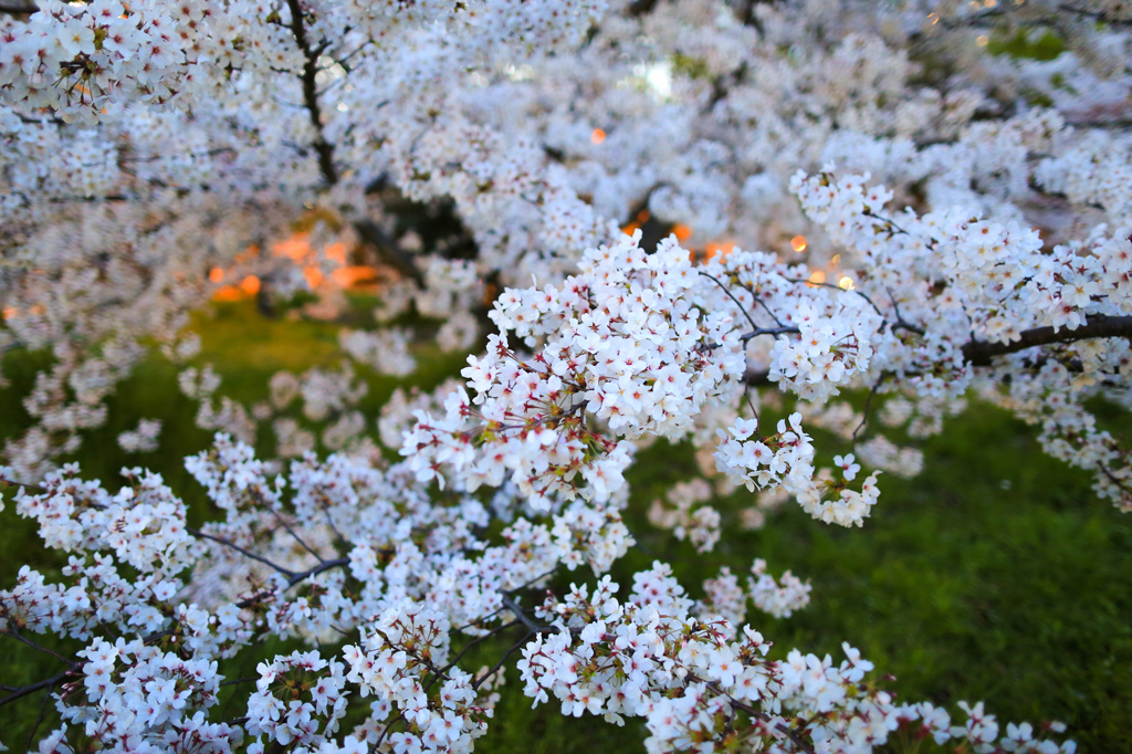 難波宮跡公園の夕桜。