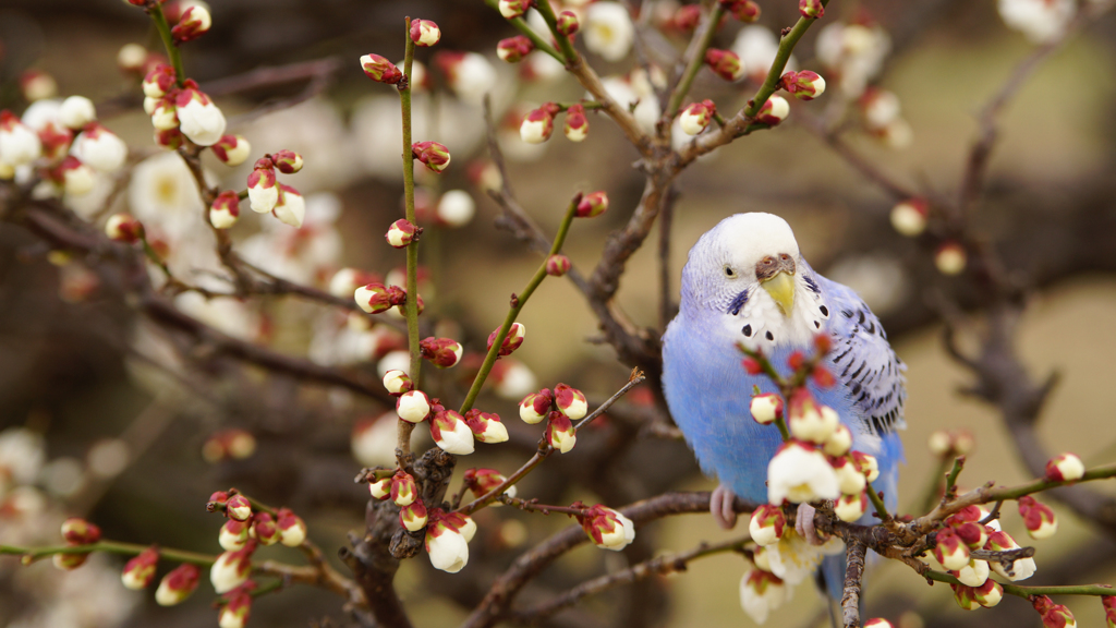 大阪城のウメとインコ！？