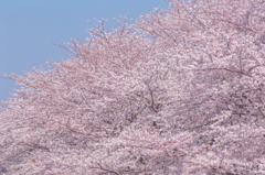 その他大勢の桜さん。