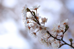 横桜