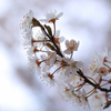 横桜