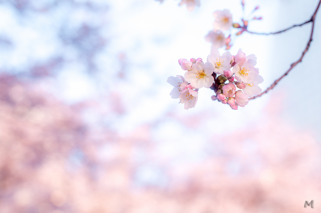 ハマの桜02